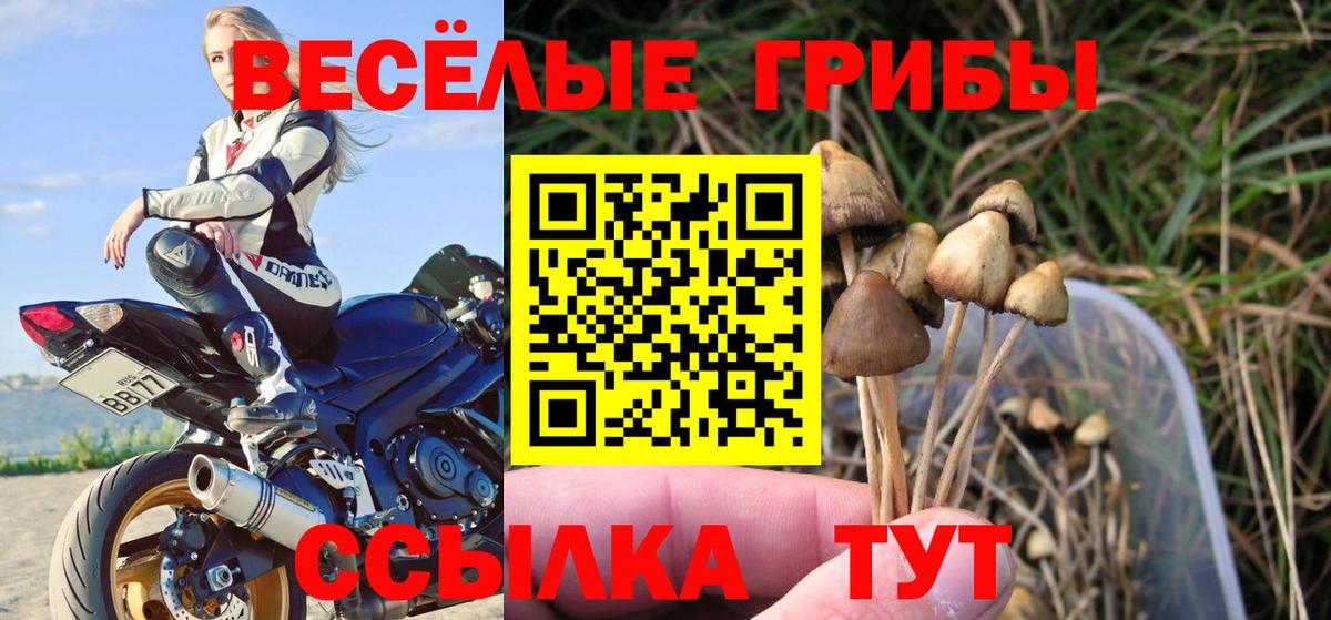 Галлюциногенные грибы Psilocybe  Псилоцибиновые грибы мухоморы  Вход с VPN  Георгиевск 